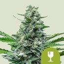 Royal Queen Seeds Royal Critical Auto semenane obsahují THC 10 ks + 10 ks Royal AK Auto
