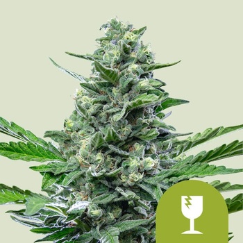 Royal Queen Seeds Royal Critical Auto semenane obsahují THC 10 ks + 10 ks Royal AK Auto