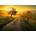 Ravensburger - Puzzle Landscape in morning sun - 1 000 piese