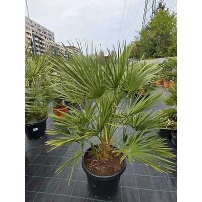 Chamaerops humilis v celkovej výške 125 cm