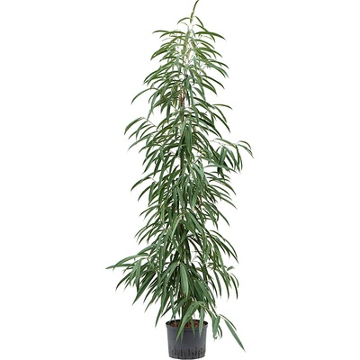 Ficus binnendijkii Alii 25/19 v.150 cm