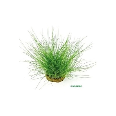 Eleocharis acicularis