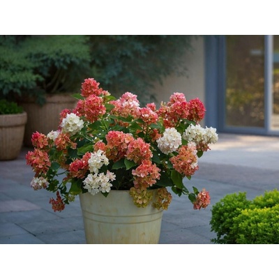 Hortenzia metlinatá Wims Red, výška 30-40 cm , kvetináč 17 cm