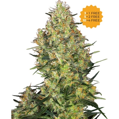 Sensi Seeds Shiva Skunk semena neobsahují THC 3 ks