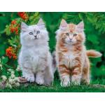 Nathan - Puzzle Siberian Kittens - 2 000 piese