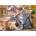 Cherry Pazzi - Puzzle Sit a Spell - 1 000 piese