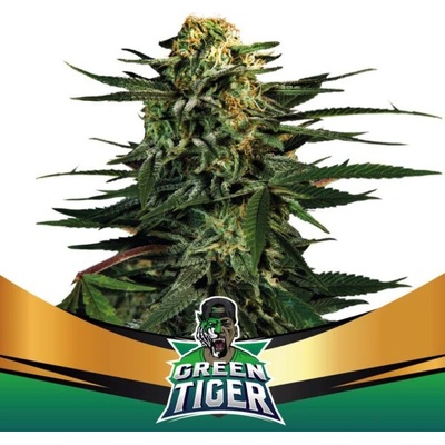 BSF Seeds Green Tiger Fast Version semena neobsahují THC 2 ks