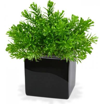 MF Umělá rostlina Senecio (15cm)