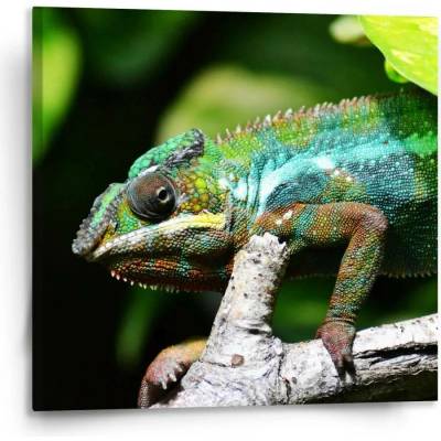 Sablio Obraz Chameleon - 110x110 cm