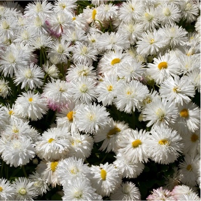Sedmokráska stredne plnokvetá biela - Bellis perennis - semená sedmokrásky - 0,1 g