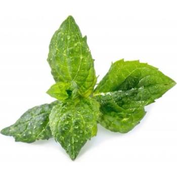 Veritable Вложка за семена Lingot основни ментови билки (lingot-mieta)