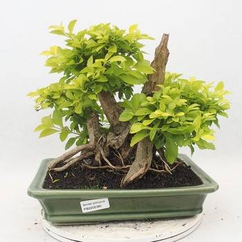 Pokojov bonsai - Duranta erecta Aurea - Heureka.cz