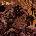 Bodysnatcher - Hell Is Here / Hell Is Home (CD) (0634164437961)