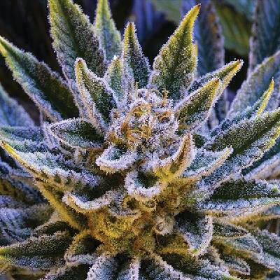Anesia Seeds Pineapple Runtz Auto semienka neobsahujú THC 10 ks