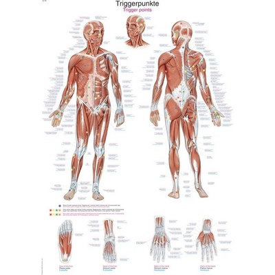 Anatomický plakát Erler Zimmer - Spouštěcí body těla 50 x 70 cm | DE, EN, LA