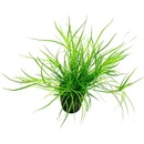 Juncus repens