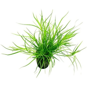 Juncus repens
