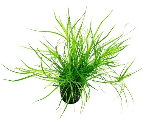 Juncus repens