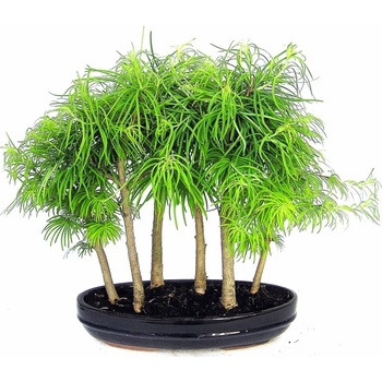 bonsai - pamodřín (Pseudolarix sp.) 193-M
