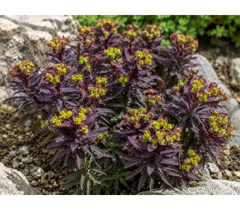 Prýštec mandľovitý 'Purpurea'