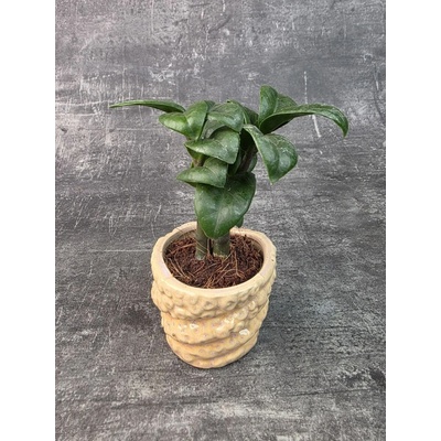 Zamioculcas Zamiifolia Zenzi mini