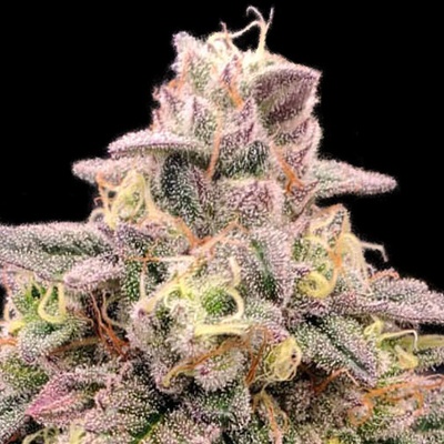 Advanced Seeds Animal Zookies semienka neobsahujú THC 1 ks