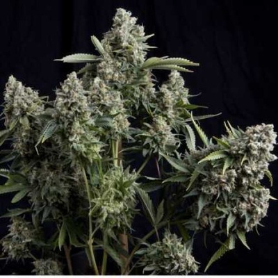 Pyramid Seeds Tutankhamon semienka neobsahujú THC 100 ks