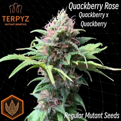 TerpyZ Mutant Genetics Quackberry Rose regular semienka neobsahujú THC 10 ks