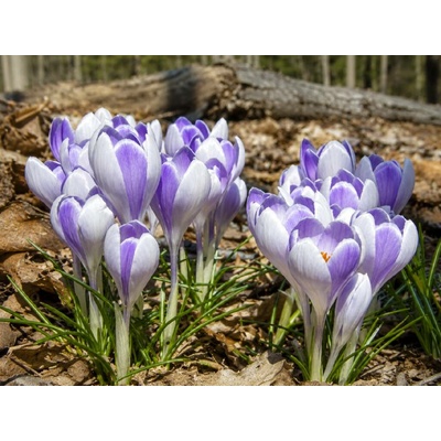Krokus 'Vanguard' 10 ks