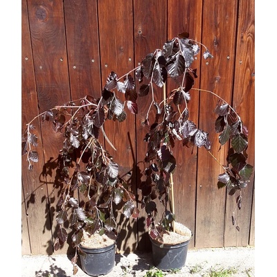 Buk lesný (Fagus sylvatica ´purple fountain´) veľkosť 80cm+
