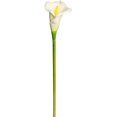 KS CALLA BIELA 65cm