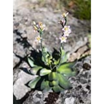 Skalní růže světle růžová, 32 cm