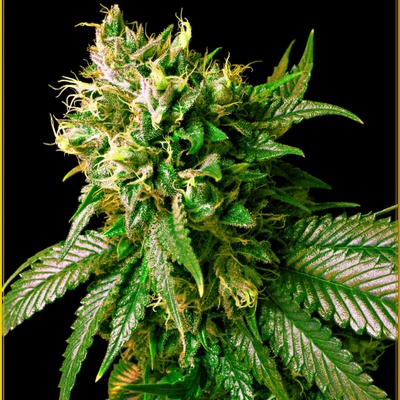 Anaconda Seeds Strong Skunk semienka neobsahujú THC 100 ks