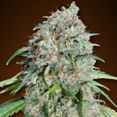 00 Seeds Bank Chocolate Skunk CBD semienka neobsahujú THC 100 ks