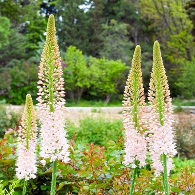 Liliochvostec úzkolistý Robustus Eremurus cibuloviny 1 ks
