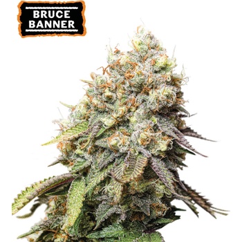 Seedstockers Bruce Banner semena neobsahuji THC 3 ks