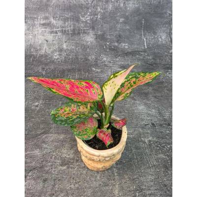 Aglaonema Red Valentine mini