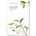 Nature republic Real Nature Green Tea Sheet Mask - Успокояваща маска за лице със зелен чай 1бр/23мл