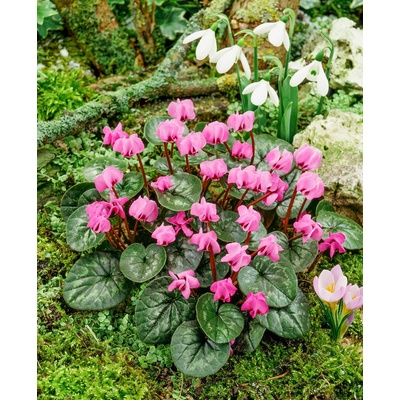 Brambořík podzimní 'Cyclamen cilicium' 1 ks