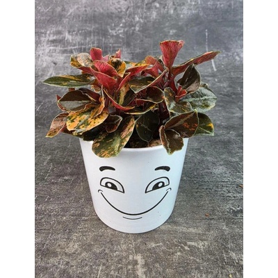 Peperomia Creme Brulee 7 cm (Raritní velmi výrazná pepromie)