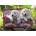 Ravensburger - Puzzle Traveling Pups XXL - 100 piese