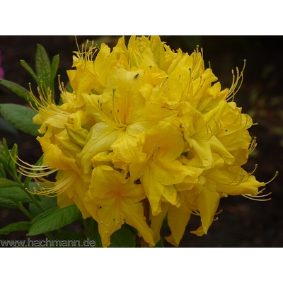 Rododendron luteum 'Anneke' kontajner 5 L