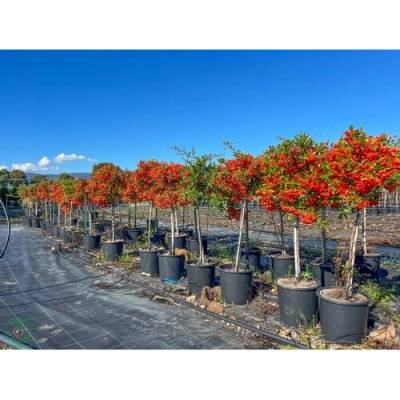 Hlohyňa šarlátová (Pyracantha) ´VENTOUX RED´ - výška 70-90 cm, kont. C7L - NA KMIENKU