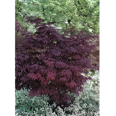 Javor dlanitolistý červený Acer palmatum 'Atropurpureum' výška 60-80 cm květináč 6,5 l