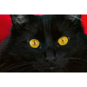 DIMEX ART Флизелинов фототапет черна котка 375 x 250 см