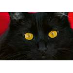 DIMEX ART Флизелинов фототапет черна котка 375 x 250 см