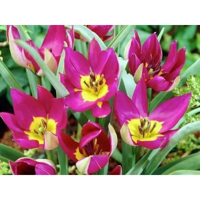 Tulipán botanický Pulchella Persian Pearl 10 ks v balení