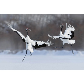 DIMEX ART s. r. o Флизелинов фототапет двойка танцуващи жерави 375 x 250 см