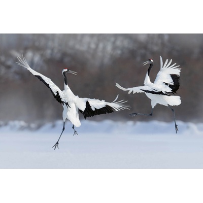 DIMEX ART Флизелинов фототапет двойка танцуващи жерави 375 x 250 см