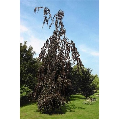kaktus mit roten blüten name Kaktus mit roten Blüten – Artibelle